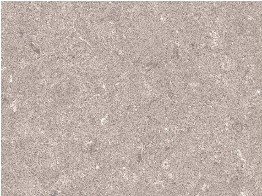 Caesarstone® Quarz 4230 Shitake Engineered Stone - DDL